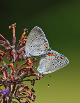 Eastern Tailed-Blue mating pair